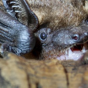 Fledermaus...... Christoph Möllers